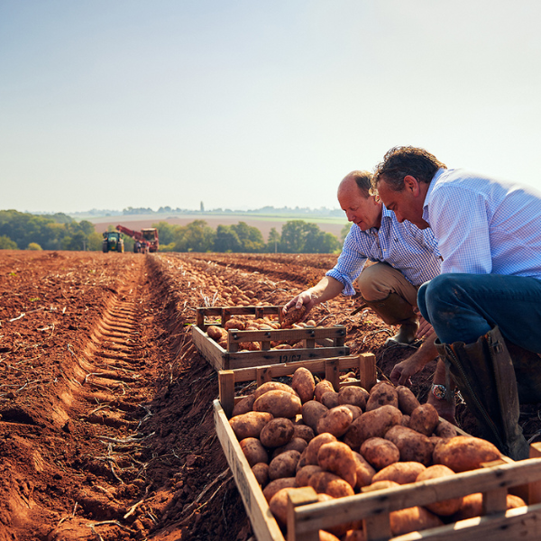 Award-winning potatoes sustainably grown on Two Farmer's Herefordshire estate